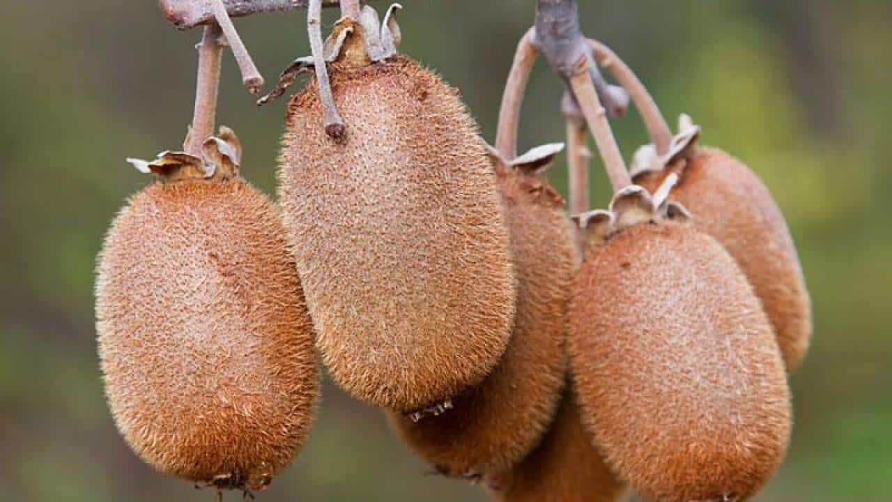 Kiwi