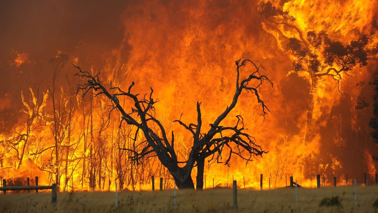 A bushfire burns in the Bunyip State Forest