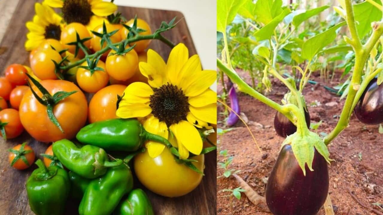 Vegetables from the garden.jpg