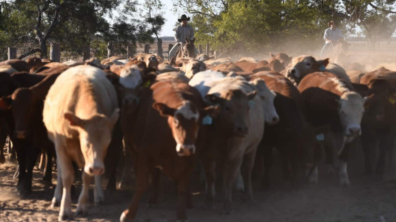 Cattle being mustered near Dirranbandi, Queensland