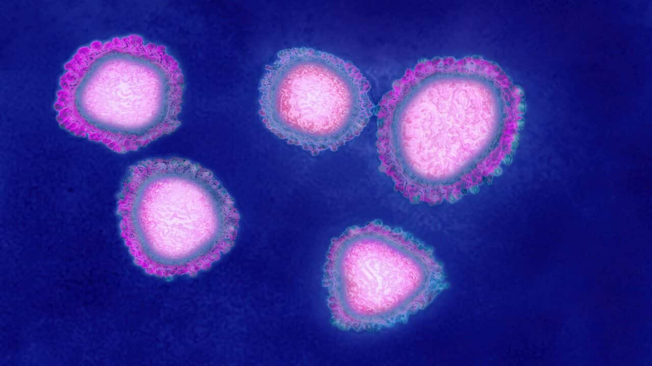 The human coronavirus