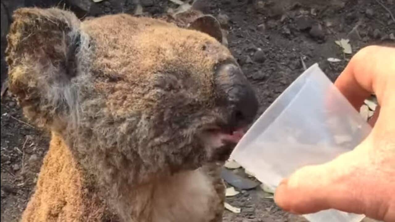 Injured koala 'Kate' has a sip of water after being discovered exhausted and dehydrated in the Bellangry State Forest.