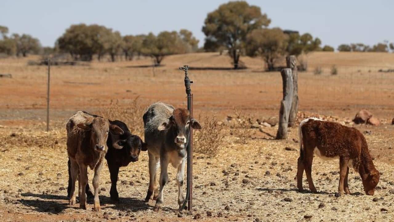 Cattle on drought stricken property