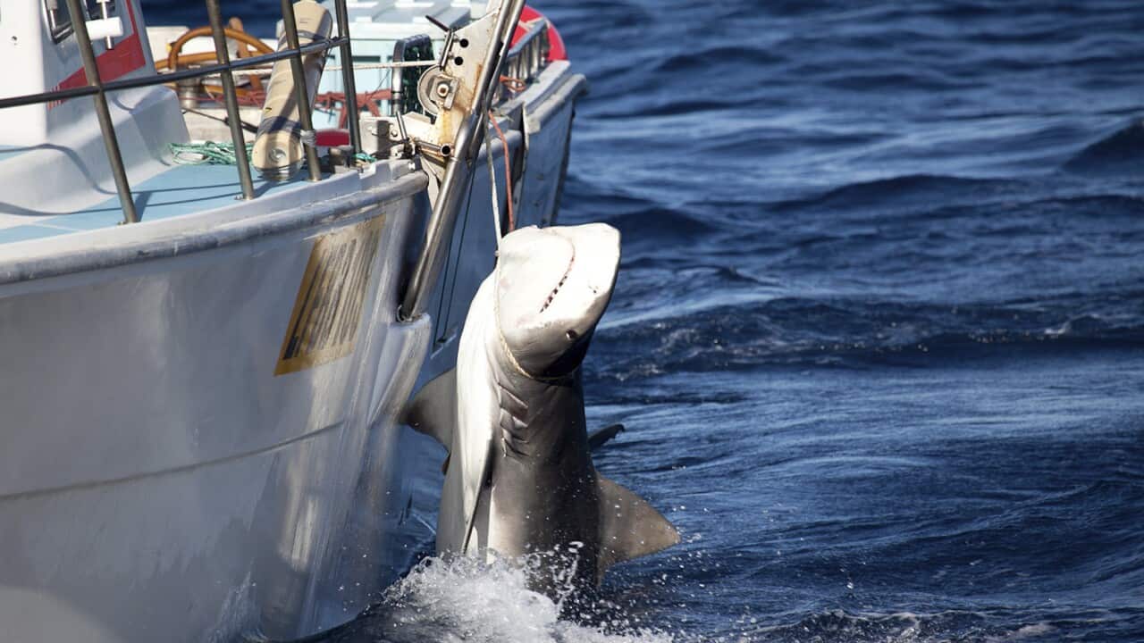 Shark cull WA