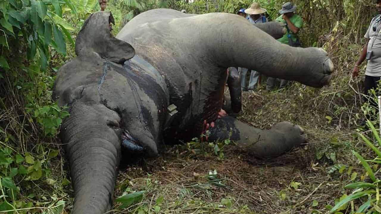 The carcass of Elephant was located on May 18th, 2016 in a rubber plantation.