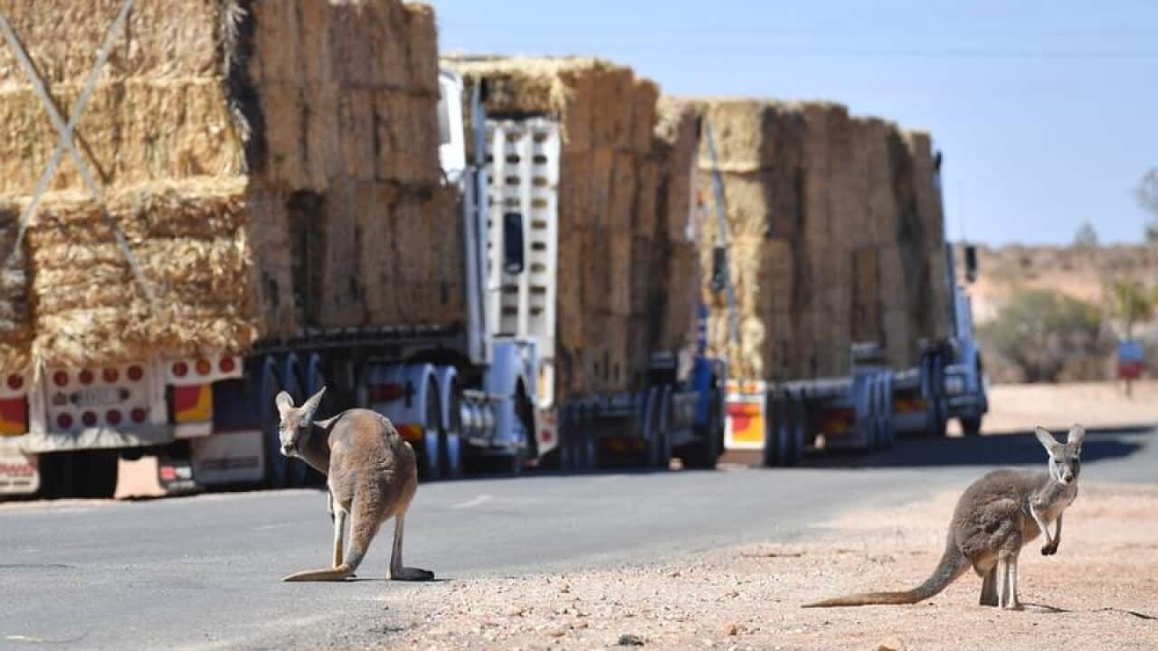 Kangaroos near hay trucks on their way to farms in far western NSW.