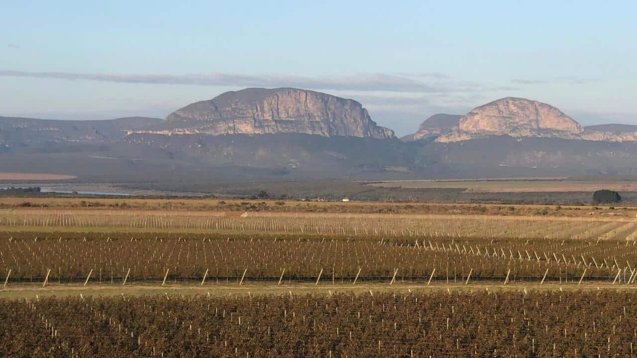 Progresso's vineyard and Chapada Diamantina ranges (Photo by Toshiyuki Ishiwata)