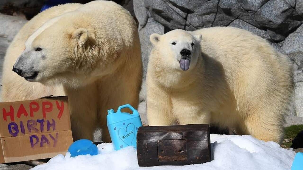 Polar bear cub Mishka is seen with her mother Liya at Sea World.