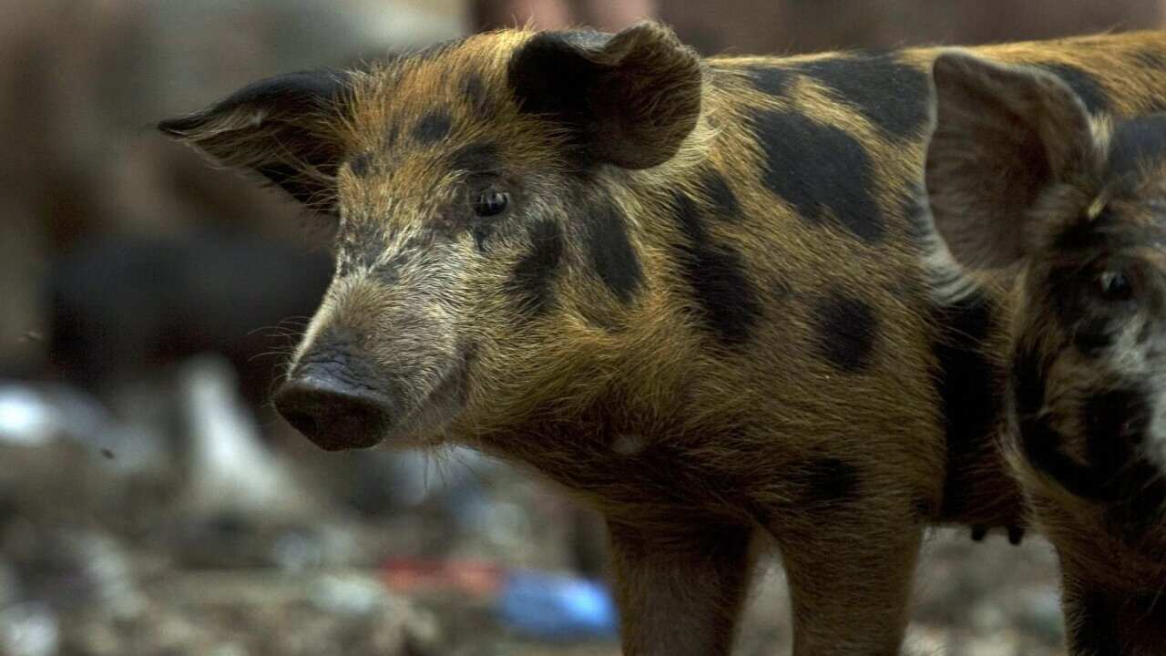 A pig is pictured at a farm in the Old C