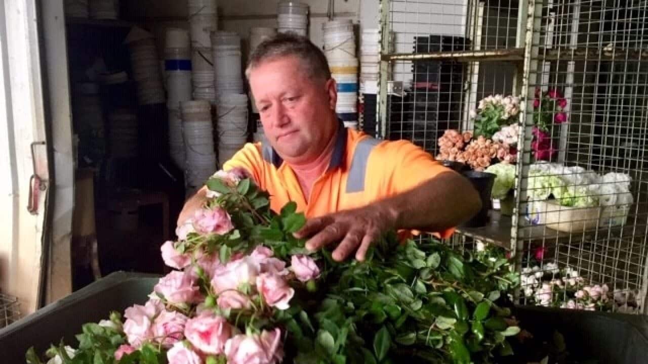 Flower grower Stephen Pellizzer is dumping flowers no-one wants.