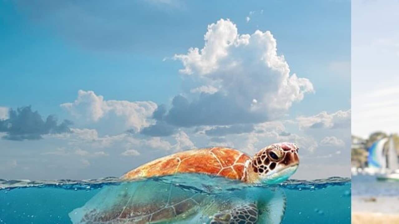 ‘Be part of the change’: Plastic Free July urges people to refuse to choose single-use plastics