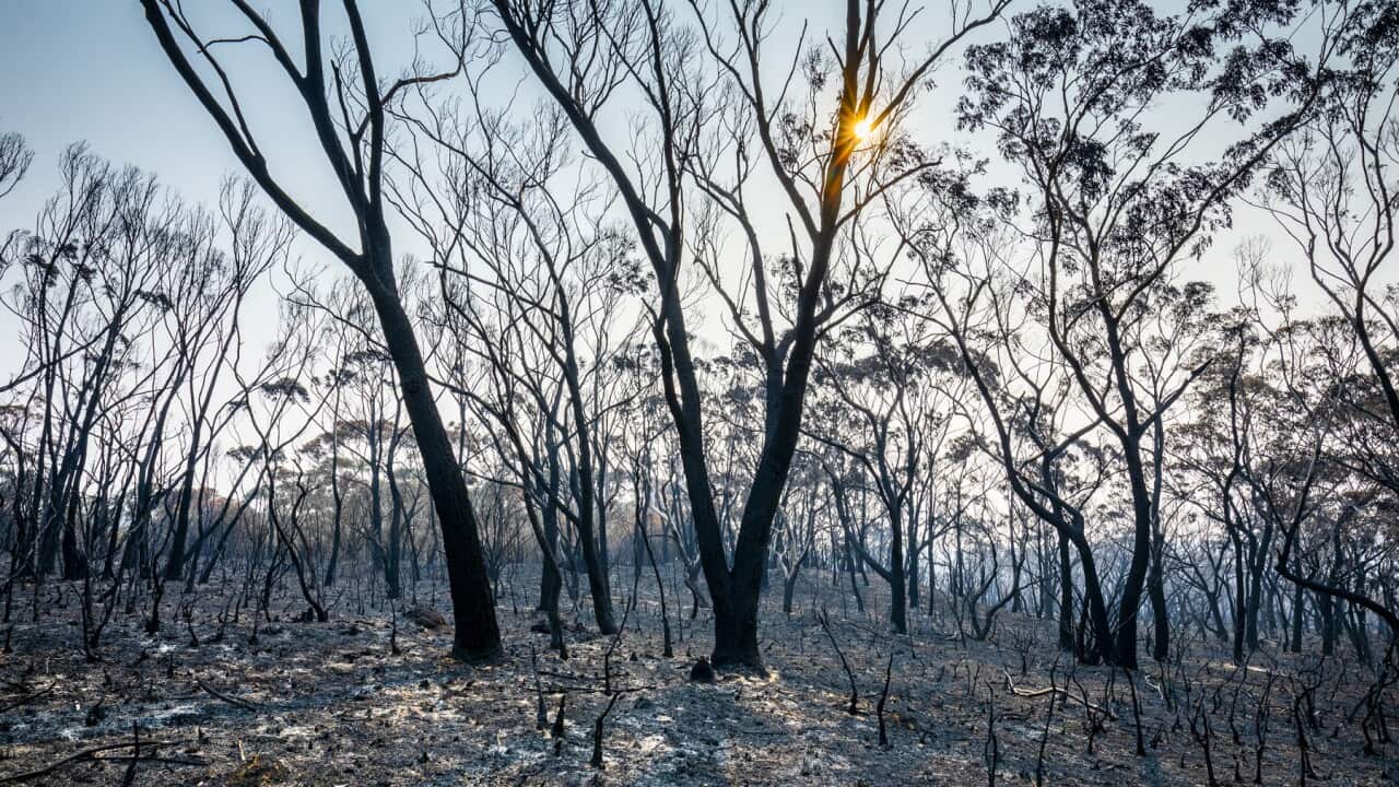 Burnt landscape with charred trees, ash and setting sun, forest fire, bushfire in Australia