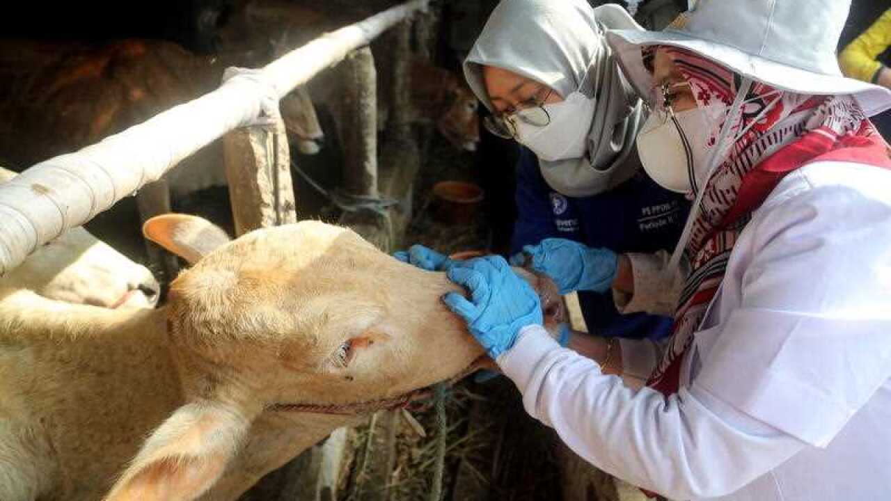 Veterinarians check the mouth of a cow before injecting a dose of the foot-and-mouth vaccine at a farm in Bogor, West Java, Indonesia, 29 June 2022.