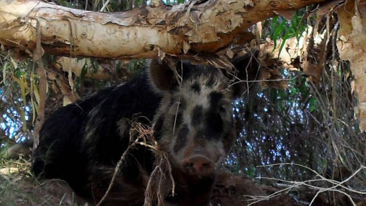 wa_pig_131007.JPG