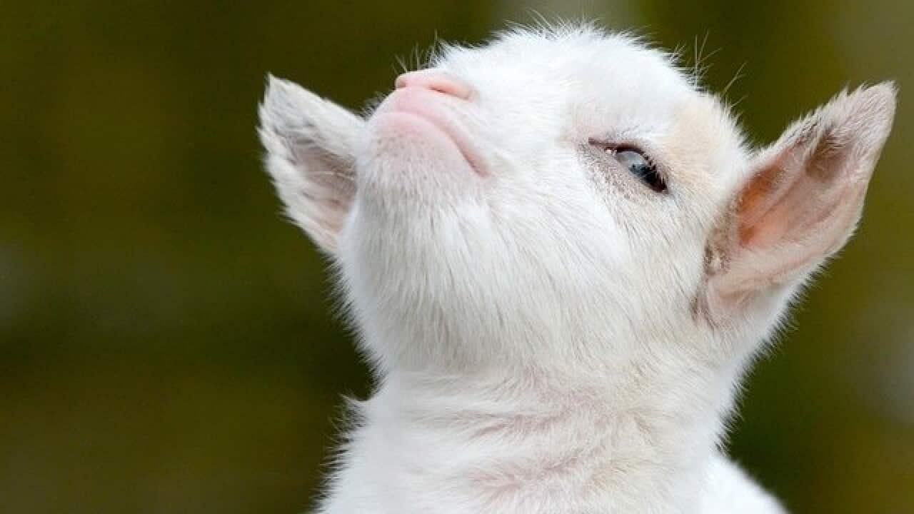 Image for read more article 'More on foxes'