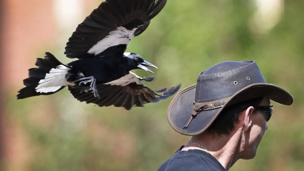 magpie_attack.jpg