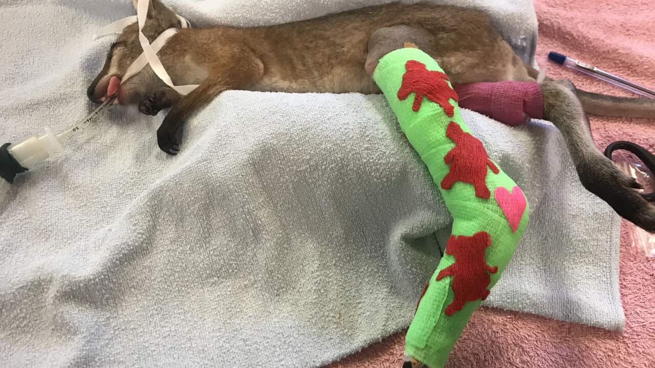 A young wallaby under general anaesthetic in a wildlife hospital receiving treatment for a fractured leg - WIRES.jpg