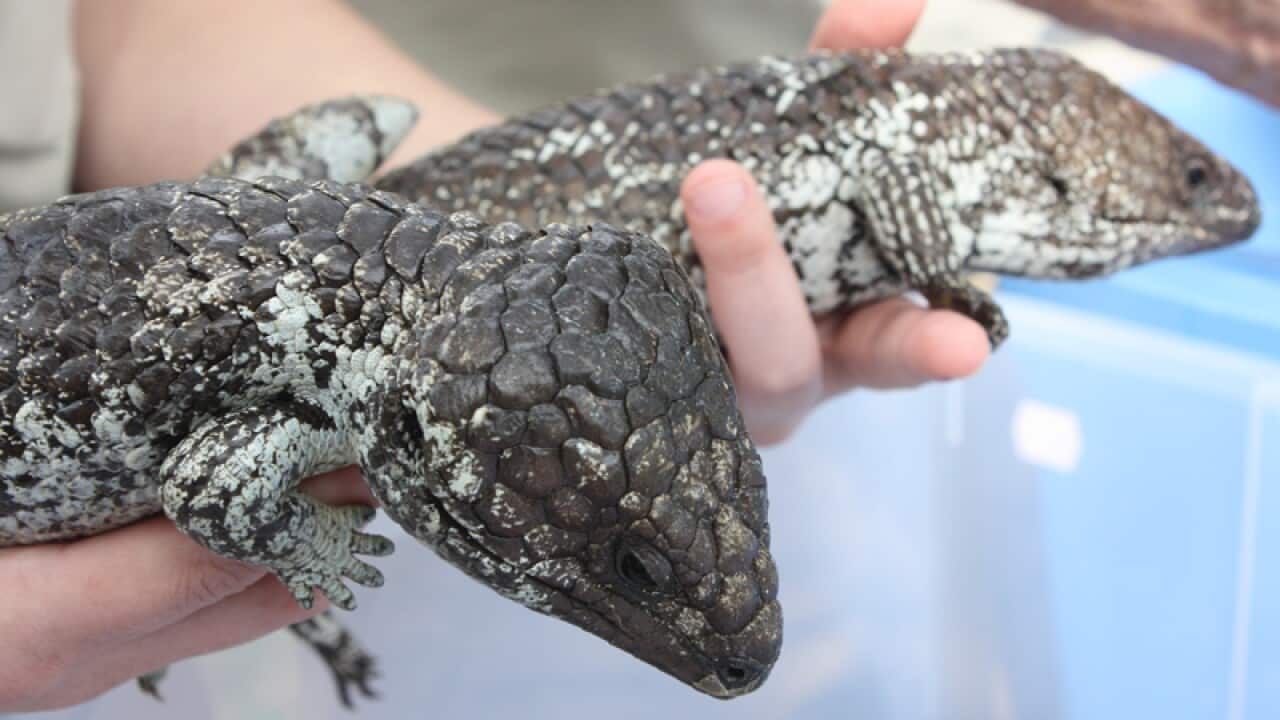 Lizards that were seized by customs at Perth International Airport