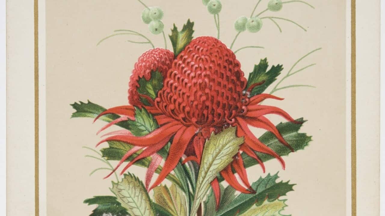 Australian floral cards / [H. M. Forde and H. Scott]