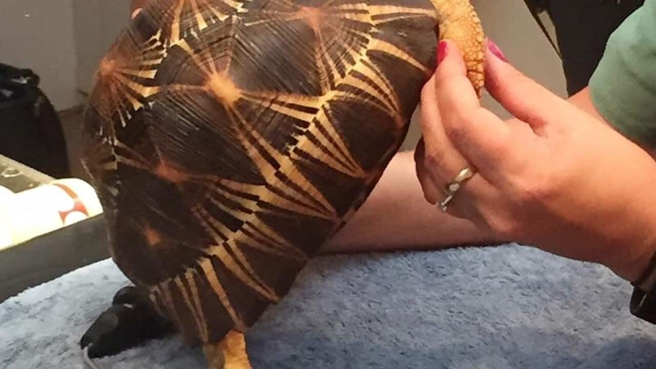 A file image of a radiated tortoise getting a health check.