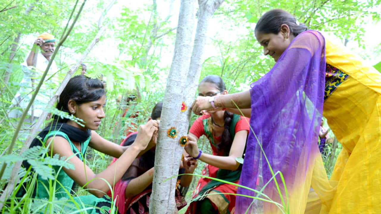 Piplantri - An Indian village that 'celebrates' girl-child by planting ...