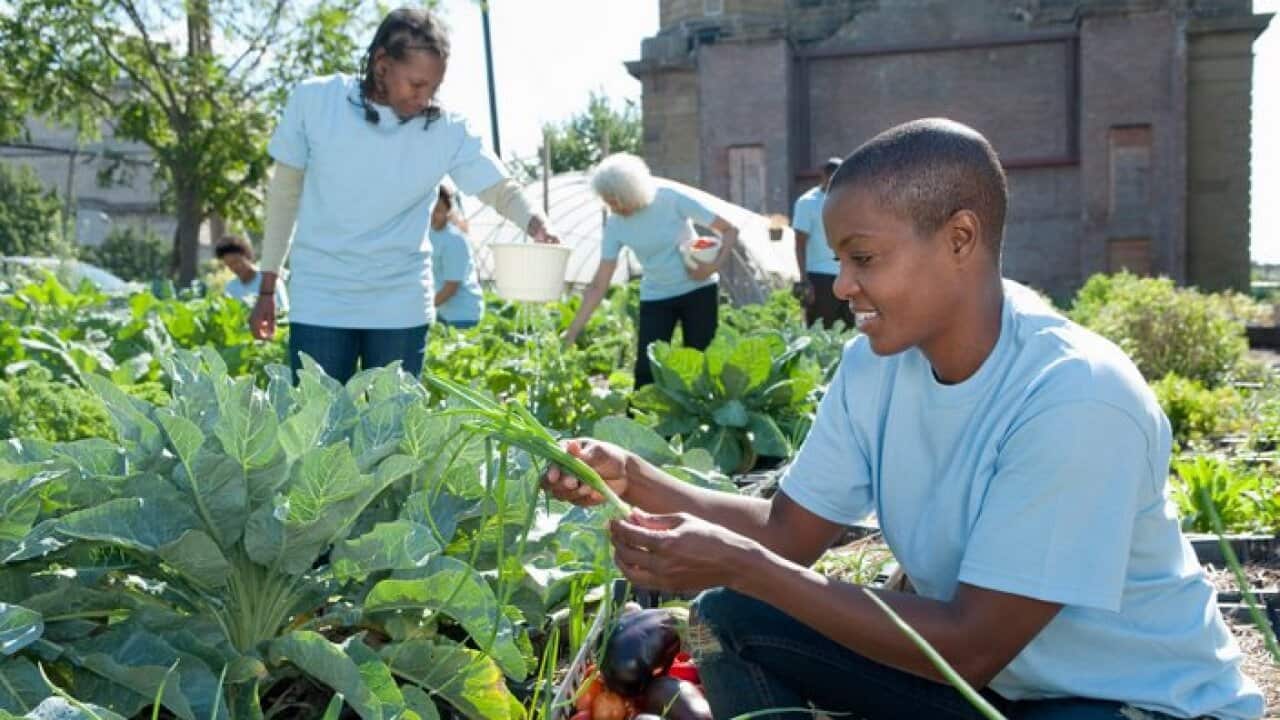 Jamii yashiriki katika mavuno, katika bustani ya jumuia ya mjini
