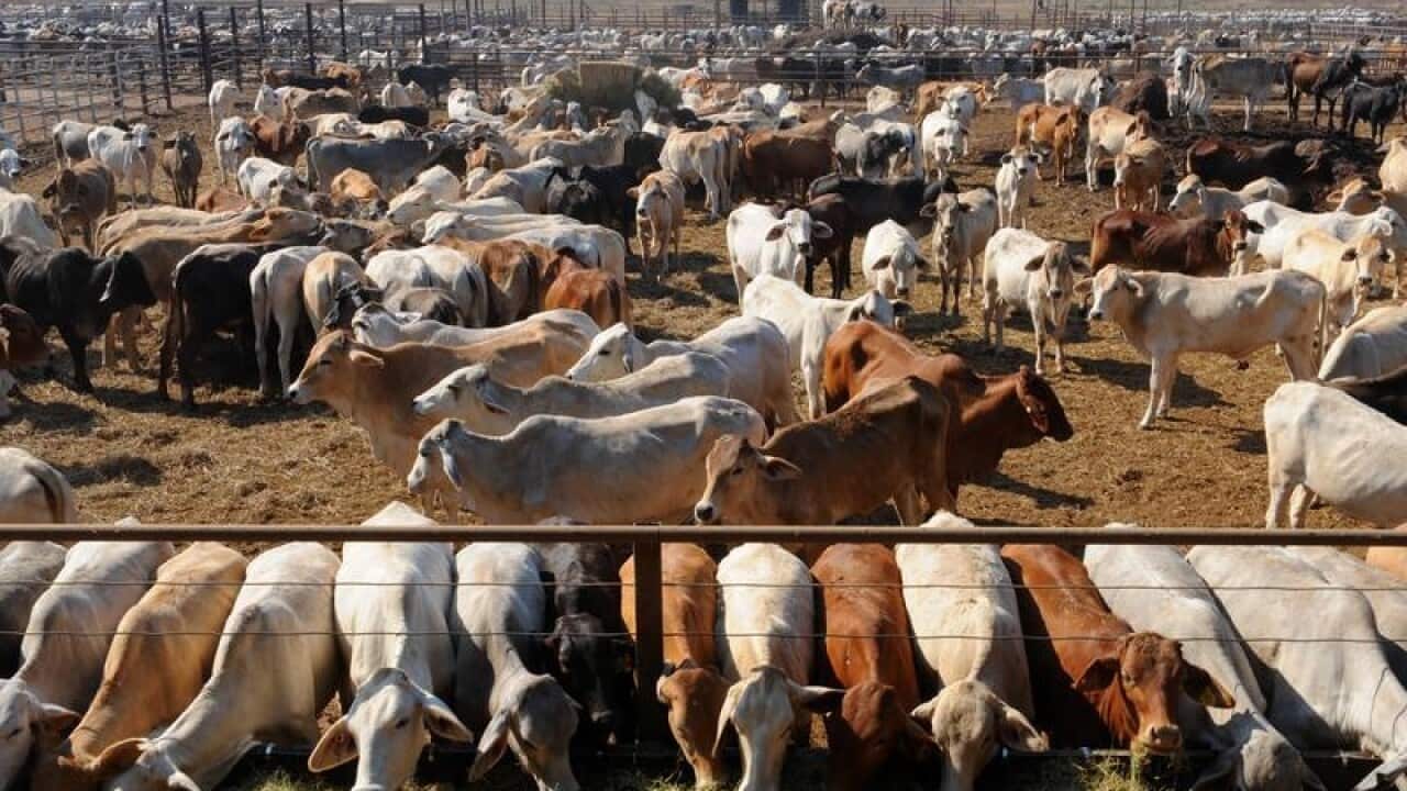 Brahman cattle at NT feed lot (file image)