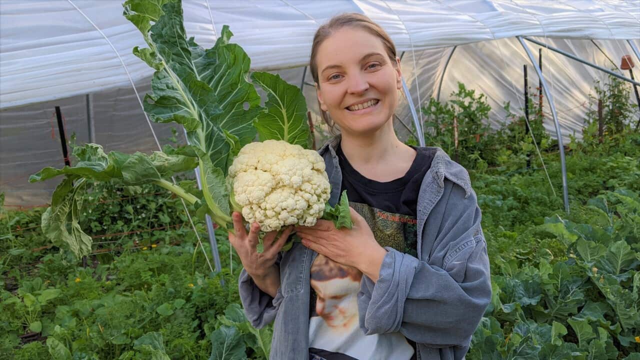 Manu Prigioni, 38, holding a cauliflower at a vegetable garden in the Blue Mountains.