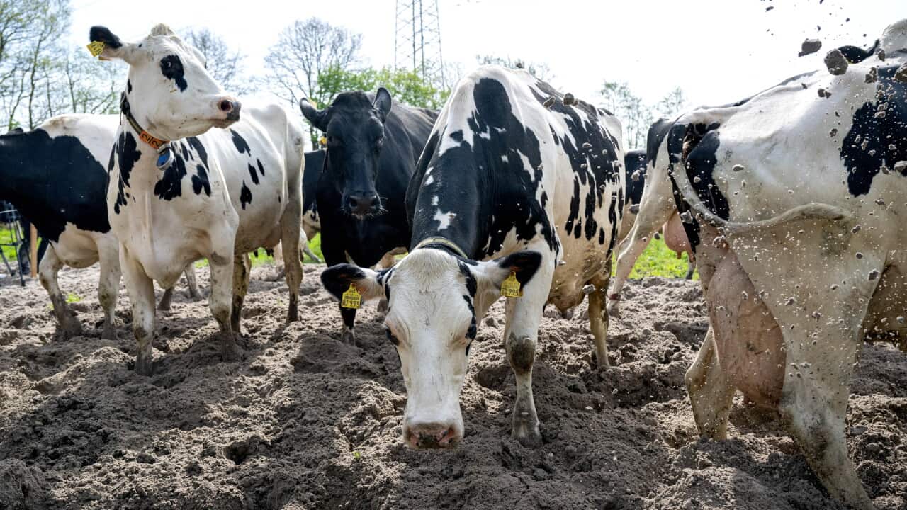 Denmark will introduce the world’s first emissions tax for cows and pigs Denmark will introduce the world’s first emissions tax for cows and pigs
