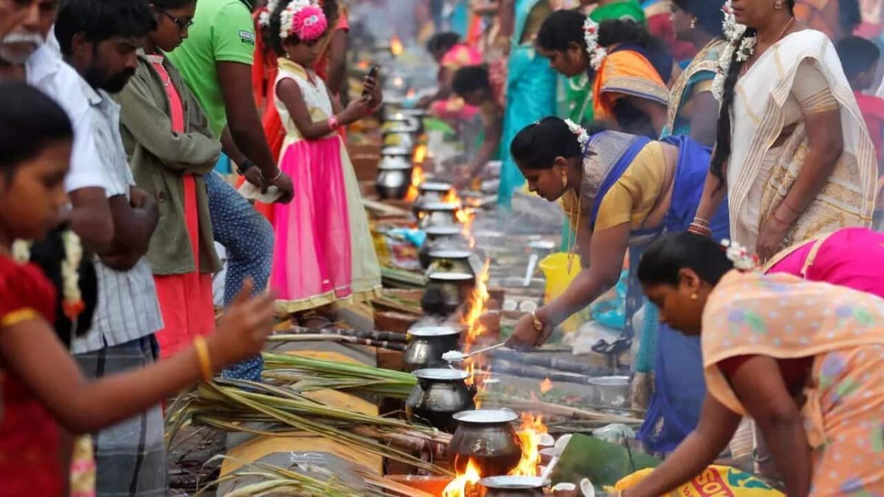 Pongal Reuters Image.jpg