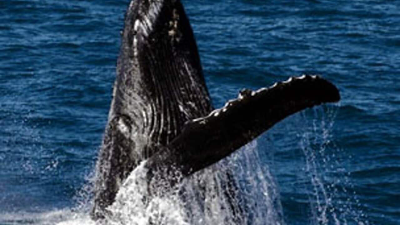 humpback_whale_L_090901_svs_2088511092