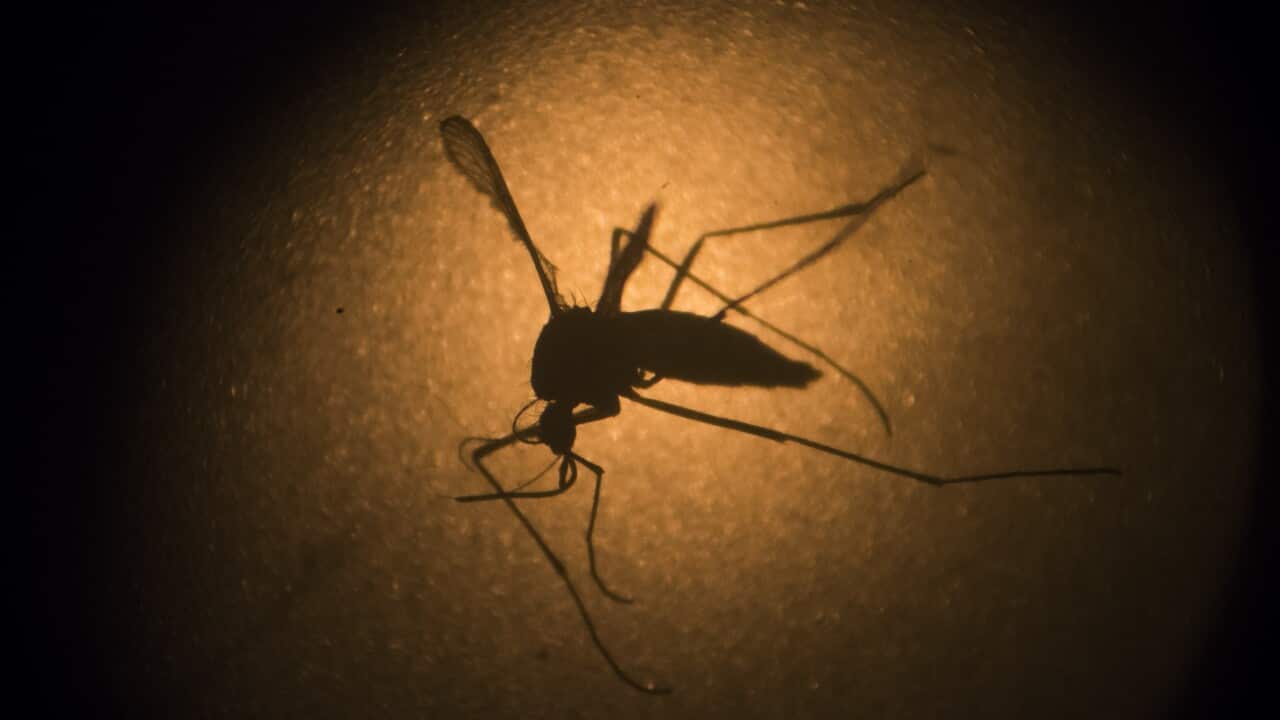 Dengue outbreak in Nepal 2019.