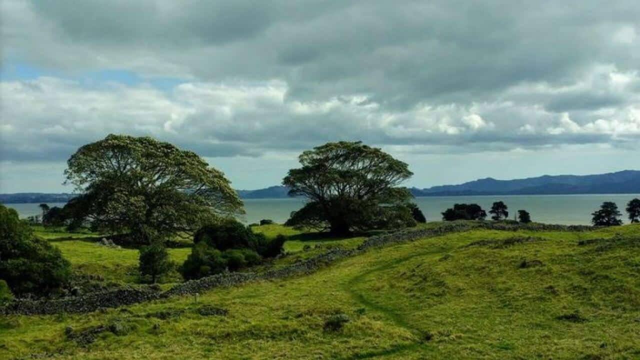 Part of the disputed land at Ihumatao.
