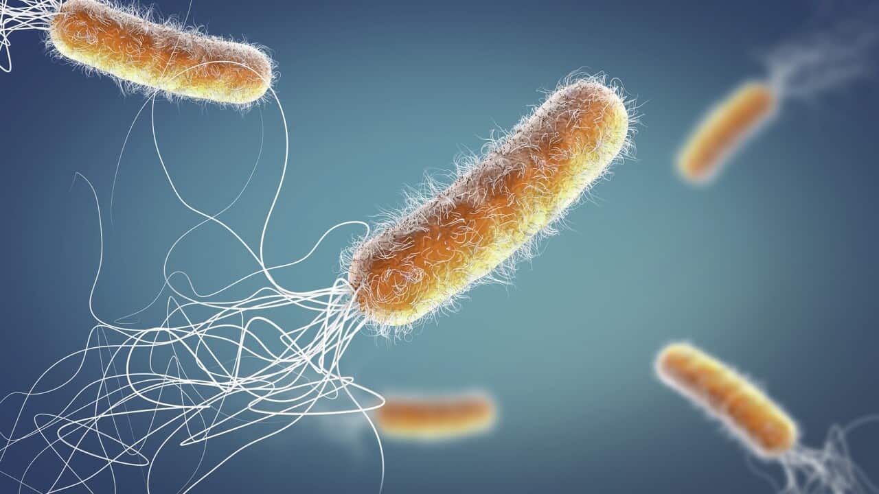Pseudomonas aeruginosa bacteria, illustration
