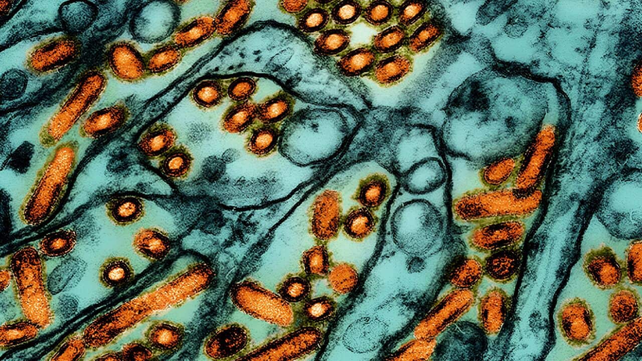 Is H5N5 the Next Pandemic? One Death Is Rattling Experts—Are We Ready?