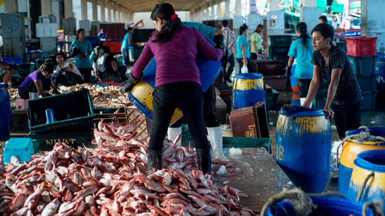  A migrant worker unloading fish on the mainland in Phuket. Labour brokers often target illegal immigrants, knowing they can't go to the police.