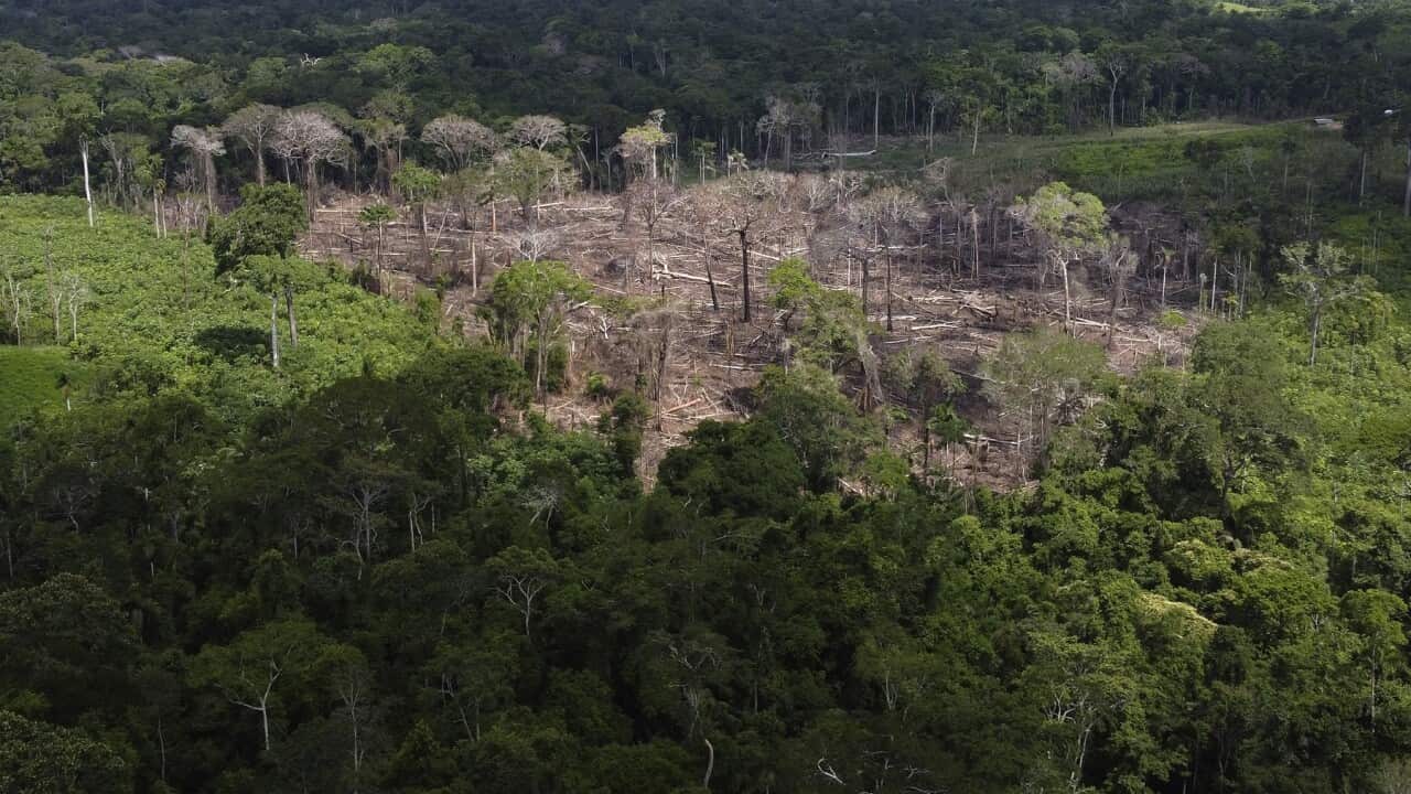 Amazon Brazil Deforestation