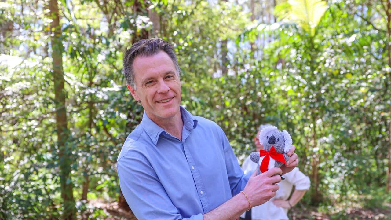 THE GREAT KOALA NATIONAL PARK