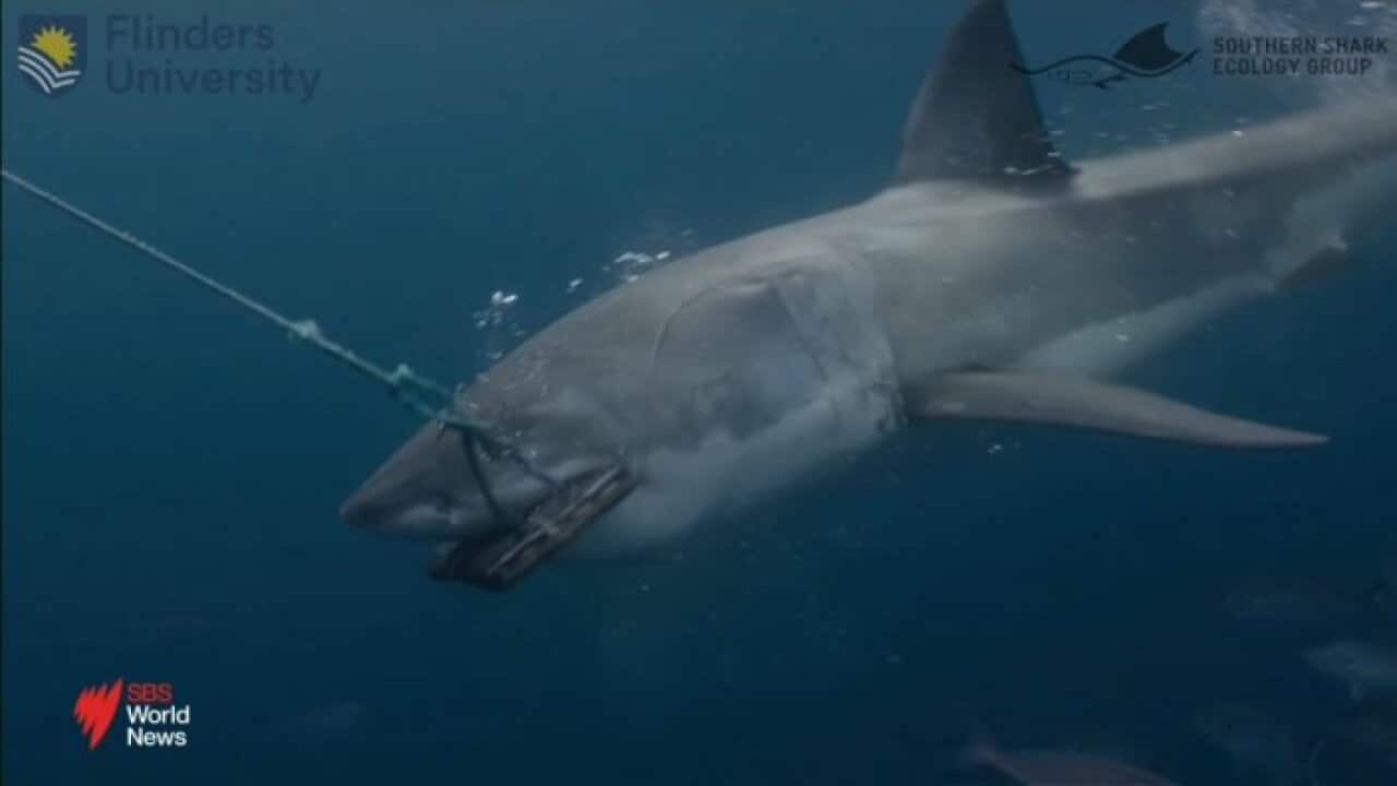 SHARK BAIT OOH HAHA.jpg