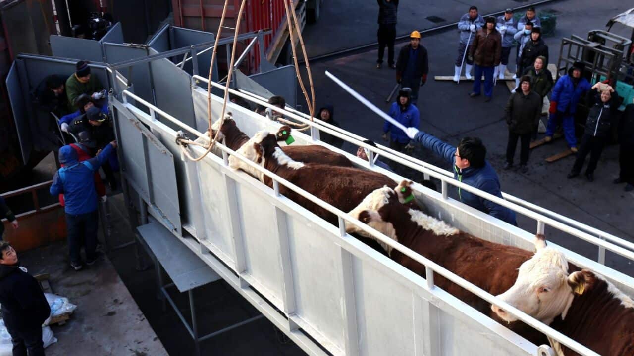 Indonesia to stop livestock imports from China