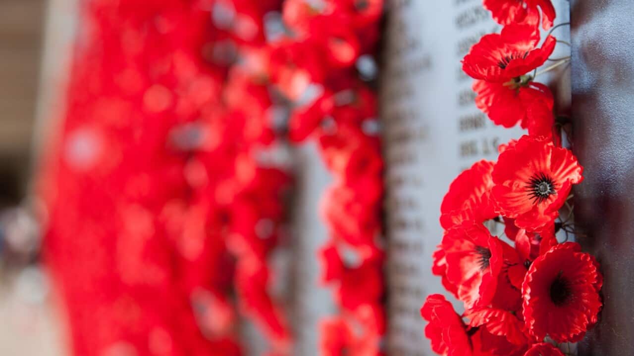 Wall of poppies