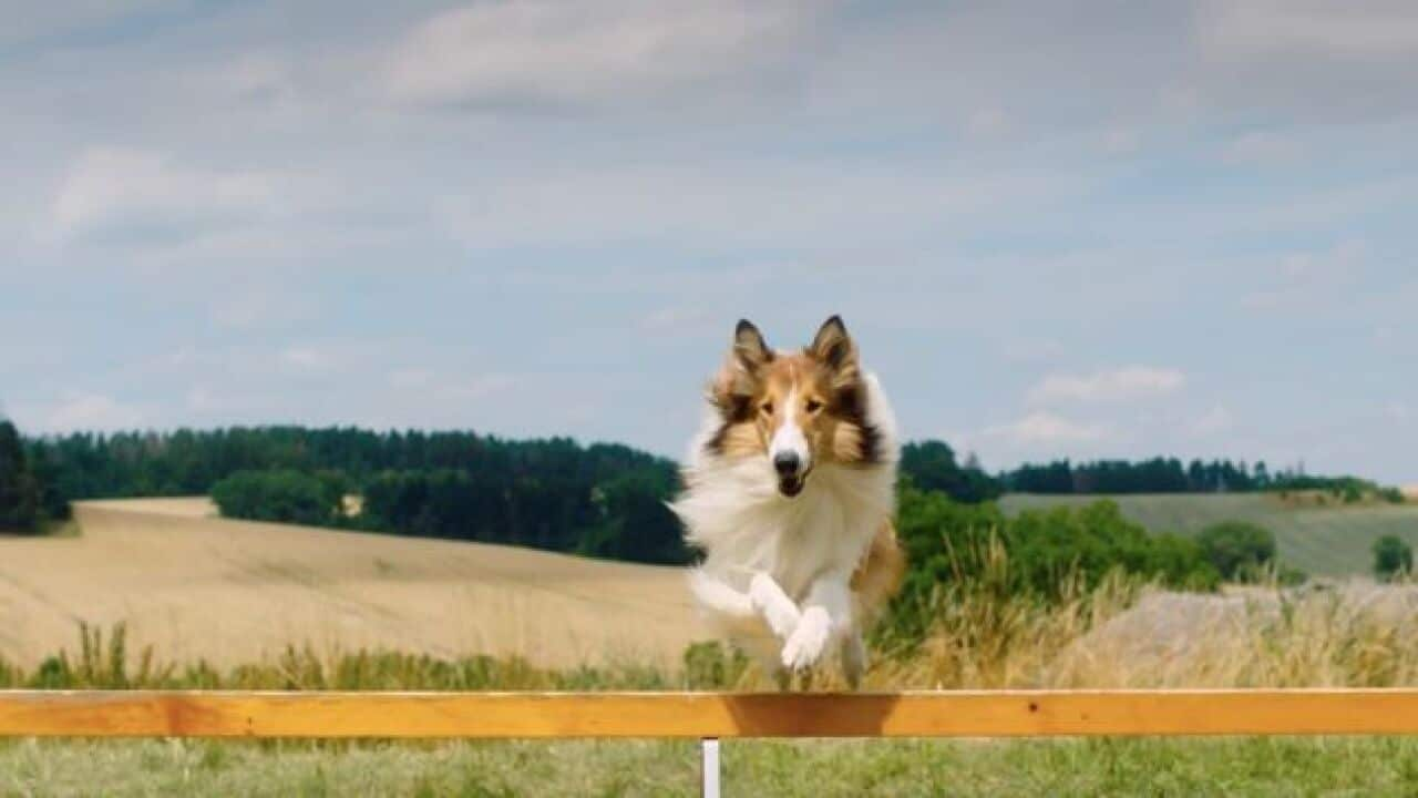 Lassie - eine abenteuerliche Reise Hanno Olderdissen CHIFF