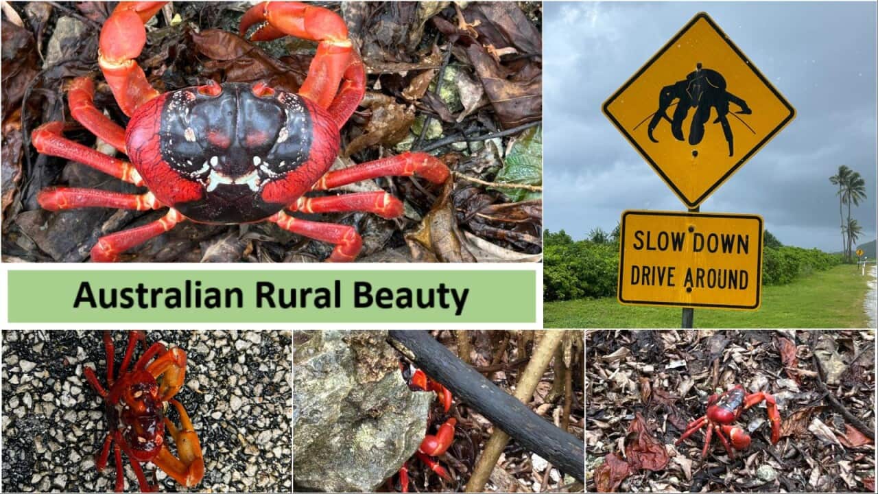 SBS Sinhala monthly radio travel to the remote Australia