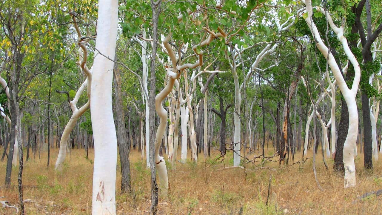 Cape York woodland earmarked for clearing