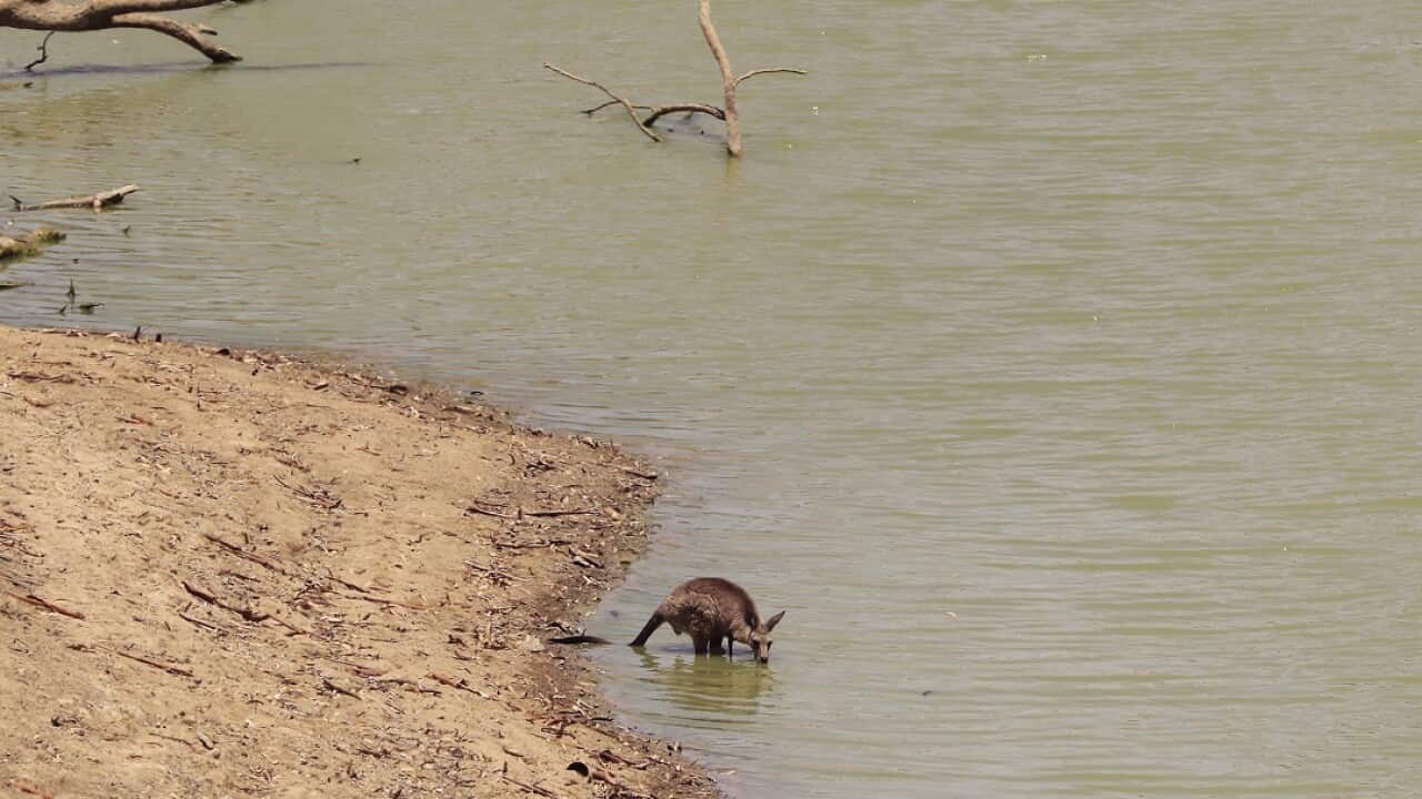 Darling River Community Feel Effects Of Alleged Murray-Darling Basin Mismanagement