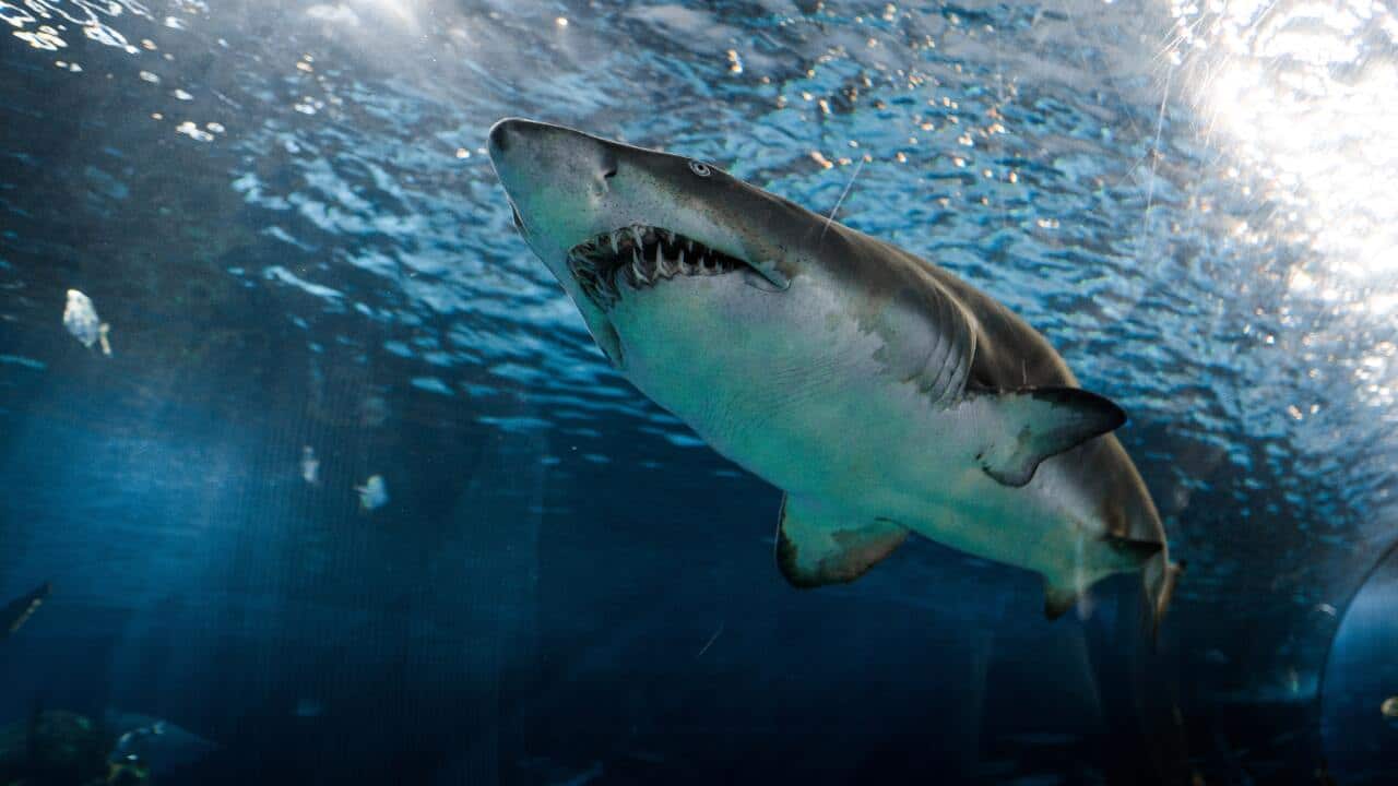 Great White Shark Unsplash Marcelo Cidrack