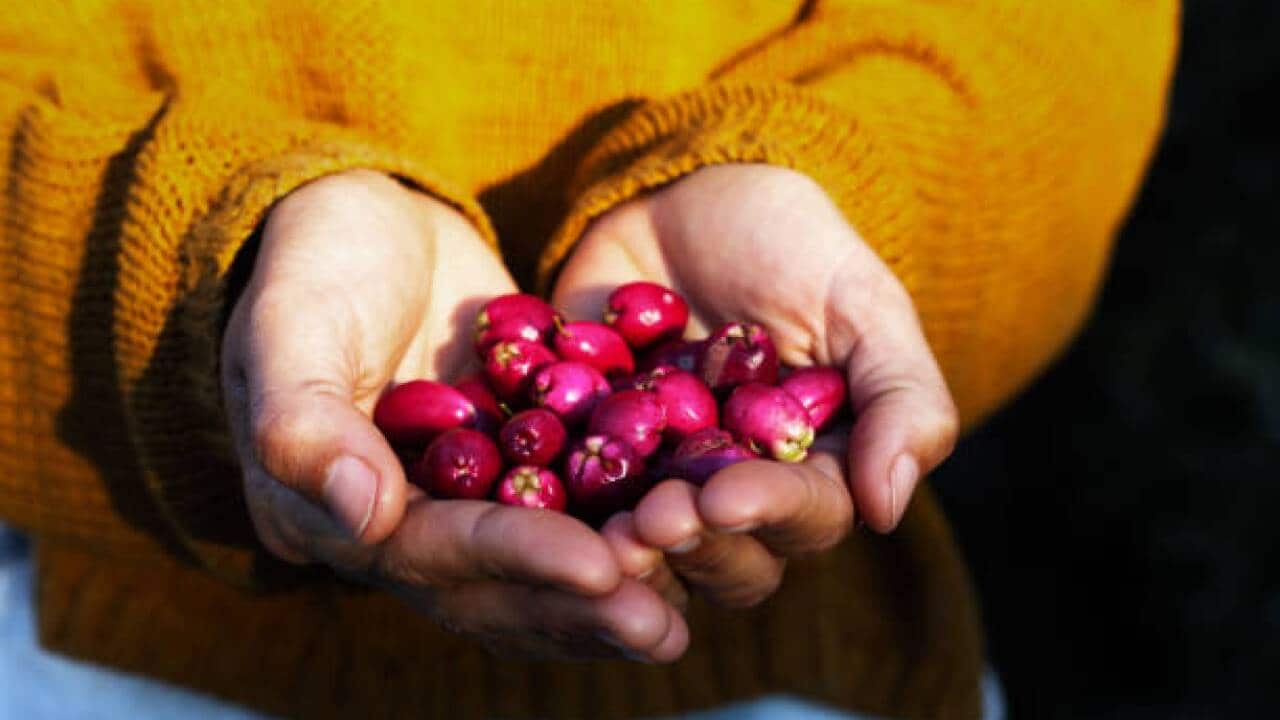 A woman holding a harvest of native Australian lilly pilly fruit