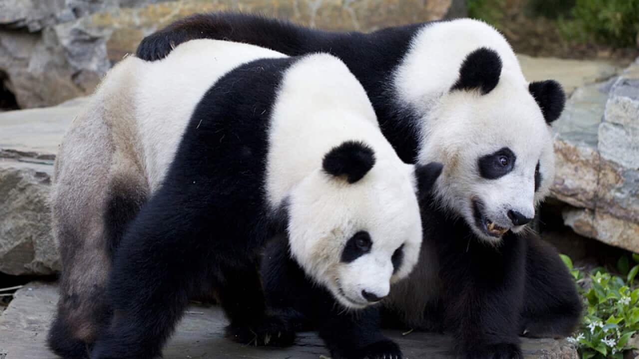 A previous attempt to have Adelaide Zoo's giant pandas breed failed despite using artificial insemination. (AAP)