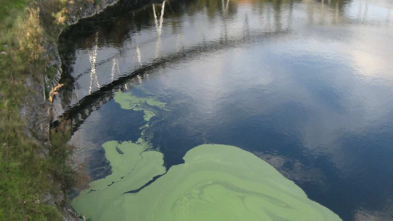 algal bloom 1.jpg