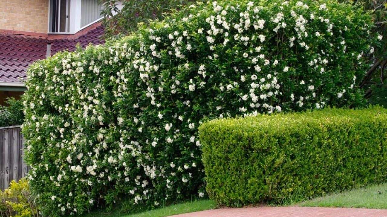 Murraya paniculata hedge